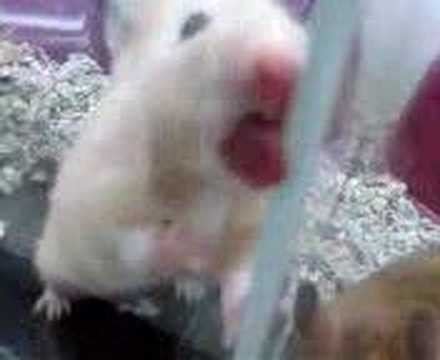 hamster xxx com